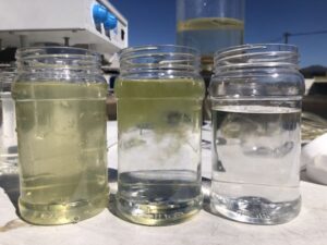 Algae water treatment
